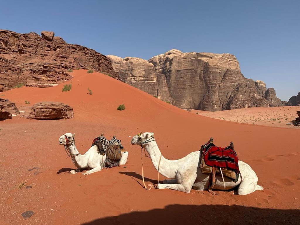 Bedouin Tours Camp Hotel Wadi Rum Exterior foto